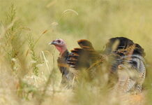 From the Mayor’s Office –A Thanksgiving Message