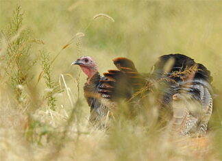 From the Mayor’s Office –A Thanksgiving Message