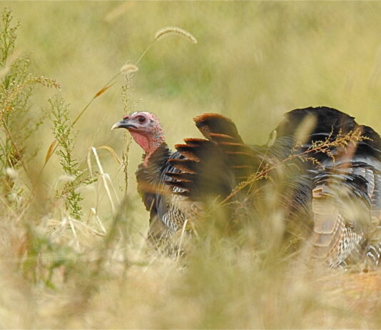 From the Mayor’s Office –A Thanksgiving Message