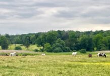 From the Mayor’s Office – Nancy Colgan