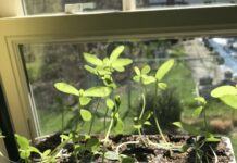 FROM THE MAYOR’S OFFICE: Nurturing, Belief and Miracles