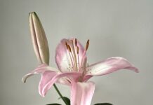 From the Mayor’s Office – “Lily”