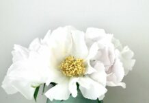 FROM THE MAYOR’S OFFICE: Spring into Summer – Joy and Loss