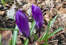 From the Mayor’s Office: Vernerable!