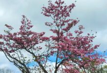 From the Mayor’s Office: All Things Trees, Spring Cleaning and Butterflies!