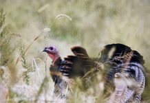 From the Mayor’s Office – A Thankful Heart