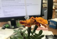 FROM THE MAYOR’S OFFICE: A Winter Marigold