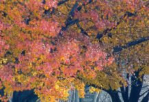 From the Mayor’s Office – Memoria Tenere, To Hold Memories