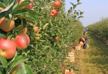 FROM THE MAYOR’S OFFICE: Apple Land