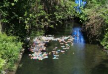 From the Mayor’s Office – Our Ducks Runneth Over!