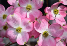 FROM THE MAYOR’S OFFICE: TREE CITY!