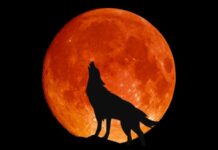 From the Mayor’s Office: The Wolf Moon
